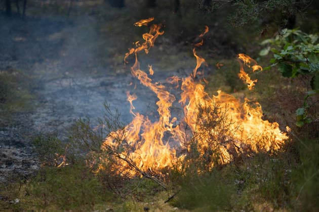 Firefighters operate during a fire in the Fontainebleau Forest - Noisy-sur-Ecole View of fire and burning ashes during a fire in the Fontainebleau Forest, in Noisy-sur-Ecole, in the Paris Ile-de-France region on July 14, 2026. Photo by Raphael Lafargue ABACAPRESS.COM Noisy-sur-Ecole France  Copyright: xLafarguexRaphael ABACAx
