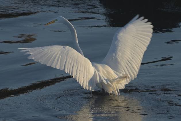 July 14, 2026, Pacific Grove, California, US: Great Egret (Ardea alba) Hunting in Deep Water Pacific Grove US - ZUMAm225 20260714_zap_m225_003 Copyright: xRoryxMerryx