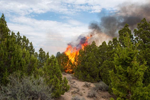 July 14, 2026, Vernon, Utah, USA: Flames and a thick column of smoke erupt from a stand of juniper trees near Vernon, Utah, on Tuesday, July 14, 2026. Extreme fire behavior and erratic winds continue to challenge suppression efforts on the active Stookey wildfire in Tooele County. Vernon USA - ZUMAm292 20260714_znp_m292_022 Copyright: xCharlesxMcClintockxWilsonx