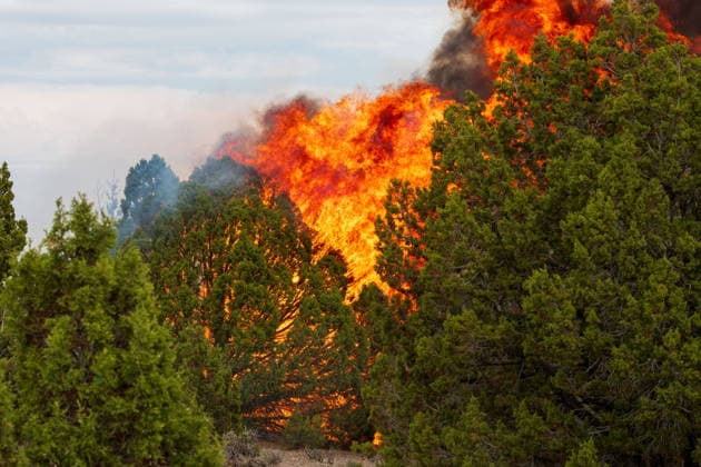 July 14, 2026, Vernon, Utah, USA: Intense flames consume a dense grove of juniper trees near Vernon, Utah, on Tuesday, July 14, 2026. Erratic wind conditions are driving aggressive fire behavior as the Stookey wildfire sweeps through rugged terrain in Tooele County. Vernon USA - ZUMAm292 20260714_znp_m292_027 Copyright: xCharlesxMcClintockxWilsonx