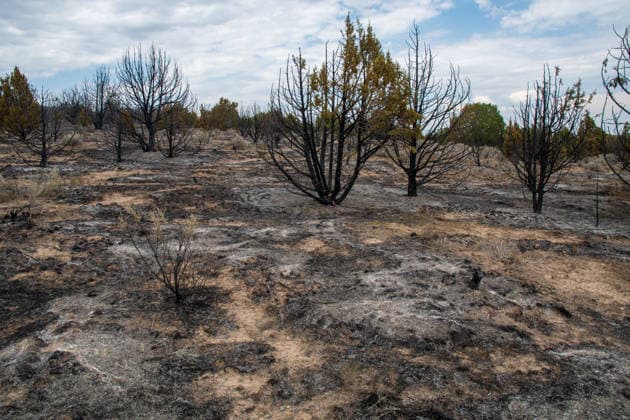 July 14, 2026, Vernon, Utah, USA: Charred juniper trees and ash cover the landscape near Vernon, Utah, on Tuesday, July 14, 2026. The active Stookey wildfire has scorched thousands of acres of rugged terrain across Tooele County since breaking out on Friday. Vernon USA - ZUMAm292 20260714_znp_m292_030 Copyright: xCharlesxMcClintockxWilsonx