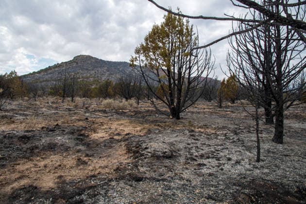 July 14, 2026, Vernon, Utah, USA: Charred juniper trees and ash cover the landscape near Vernon, Utah, on Tuesday, July 14, 2026. The active Stookey wildfire has scorched thousands of acres of rugged terrain across Tooele County since breaking out on Friday. Vernon USA - ZUMAm292 20260714_znp_m292_031 Copyright: xCharlesxMcClintockxWilsonx