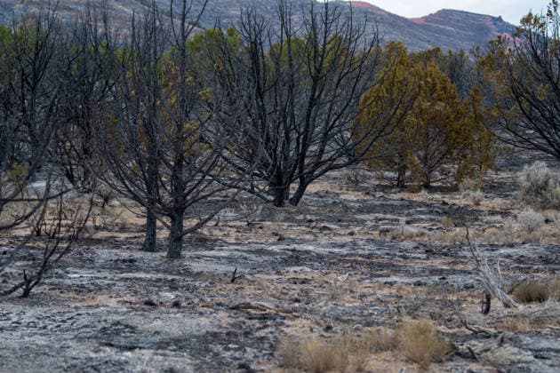 July 14, 2026, Vernon, Utah, USA: Charred juniper trees and ash cover the landscape near Vernon, Utah, on Tuesday, July 14, 2026. The active Stookey wildfire has scorched thousands of acres of rugged terrain across Tooele County since breaking out on Friday. Vernon USA - ZUMAm292 20260714_znp_m292_033 Copyright: xCharlesxMcClintockxWilsonx