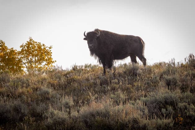 Bison Standing on SageCovered Hillside at Dusk Jackson, Wyoming, United States R_NCJL260712A-2076476-01 ,model released, Symbolfoto ,property released