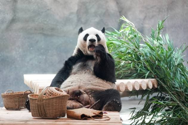 Entertainment Themen der Woche KW29 Entertainment Bilder des Tages (260715) -- BEIJING, July 15, 2026 -- Giant panda Meng Lan eats bamboo at an indoor exhibition hall of a new giant panda facility at the Beijing Zoo in Beijing, capital of China, July 15, 2026. A new giant panda facility at Beijing Zoo was put into use on Wednesday. Covering an area of 13,000 square meters, the facility features four indoor exhibition halls, five animal enclosures and five outdoor activity areas, providing a more comfortable habitat for the giant pandas. The zoo is currently home to 10 giant pandas, with half of them having moved into the new facility. ) CHINA-BEIJING-ZOO-NEW GIANT PANDA FACILITY-OPEN (CN) JuxHuanzong 