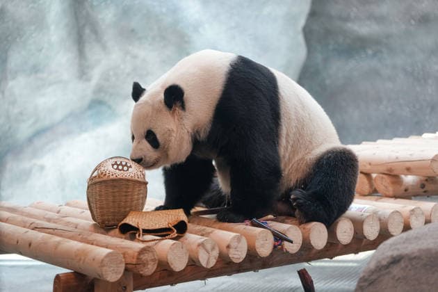 (260715) -- BEIJING, July 15, 2026 -- Giant panda Meng Lan is pictured at an indoor exhibition hall of a new giant panda facility at the Beijing Zoo in Beijing, capital of China, July 15, 2026. A new giant panda facility at Beijing Zoo was put into use on Wednesday. Covering an area of 13,000 square meters, the facility features four indoor exhibition halls, five animal enclosures and five outdoor activity areas, providing a more comfortable habitat for the giant pandas. The zoo is currently home to 10 giant pandas, with half of them having moved into the new facility. ) CHINA-BEIJING-ZOO-NEW GIANT PANDA FACILITY-OPEN (CN) JuxHuanzong 