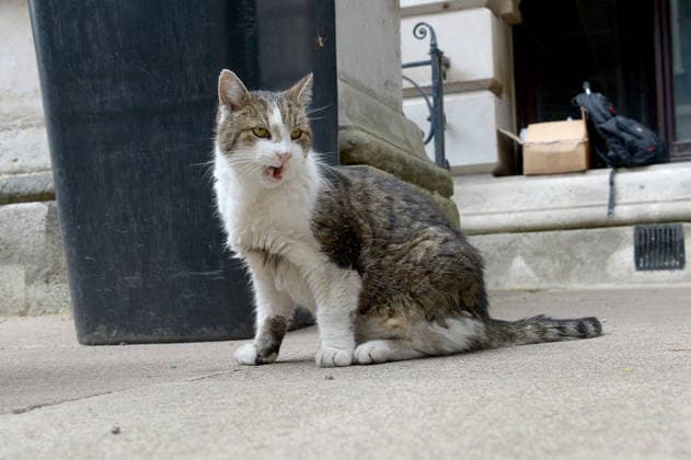 Politicians in London Westminster London UK. Larry the No 10 Downing Street cat watches the media as they prepare to capture the Prime Minister Sir Keir Starmer leave to give his final Prime Ministers Questions. London Westminster UK Copyright: xMartinxDaltonx Politicians_London_150726_MD_005