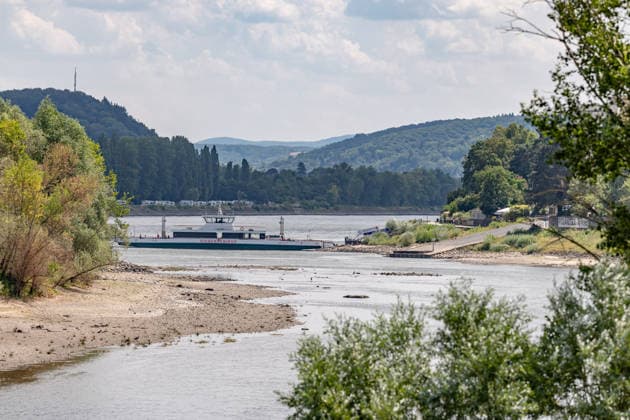 Niedrigwasser am Rhein bei Rolandseck - Fähre Bad Honnef weicht auf Behelfsrampe aus Niedrigwasser am Rhein bei Rolandseck an der Rheininsel Nonnenwerth. Bei einem Pegelstand von 24 cm am Pegel Oberwinter haben anlegende Schiffe bereits Grundberührung. Der reguläre Fähranleger ist nicht mehr erreichbar - die Fähre nach Bad Honnef muss auf eine benachbarte Rampe ausweichen. Remagen Rheinland-Pfalz Deutschland *** Low water levels on the Rhine near Rolandseck; Bad Honnef ferry diverts to a temporary ramp Low water levels on the Rhine near Rolandseck on the Rhine island of Nonnenwerth With the water level at the Oberwinter gauge at 24 cm, ships attempting to dock are already running aground The regular ferry landing is no longer accessib Copyright: xMarcxJohnx