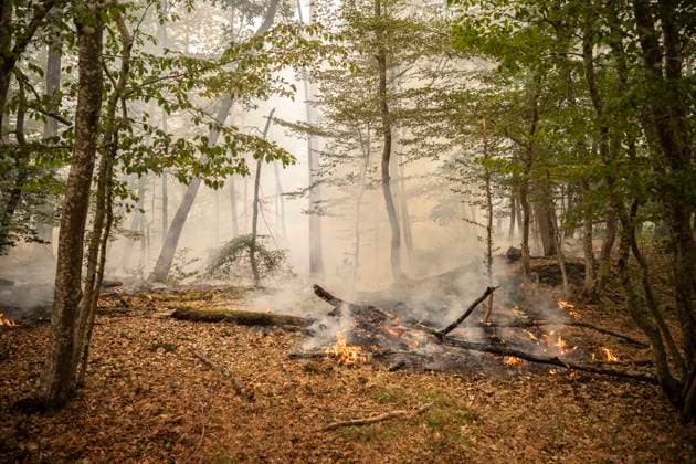 Fire in The Fontainebleau Forest - France Illustration Fire during a fire in the Fontainebleau Forest near Paris on July 15, 2026. Photo by Eliot Blondet ABACAPRESS.COM Fontainebleau France France  Copyright: xBlondetxEliot ABACAx