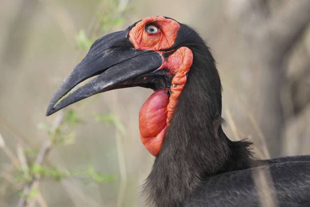 Creative Highlights World Erdhornvogel, Bucorvus leadbeateri, alleinstehender Erwachsener, weiblich, Portrait, Kruger Nationalpark, Südafrika Ground hornbill, bucorvus leadbeateri, single adult, female, portrait, Kruger National Park, South Africa Copyright: imageBROKER GerryxPearce iblgpe17502931.jpg