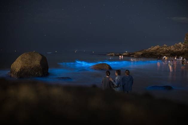 O GROVE, PONTEVEDRA, SPAIN JULY 16, 2026: Bioluminescence, known in Galicia as Mar de Ardora, illuminates the coast of O Grove during the early hours of July 16, 2026. The natural phenomenon is caused by marine microorganisms that emit light when the water is disturbed and can be favoured by concentrations of microalgae and warmer sea temperatures. O GROVE Pontevedra Spain Copyright: x xElenaxFernandezxFajinx xJNAxPressx