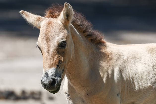 One-month-old Przewalski s horse seen at Warsaw Zoo WARSAW, POLAND - JULY 16: A one-month old Przewalski s horse is seen at the zoo in Warsaw, Poland on July 16, 2026. The Przewalski s horse, once considered extinct in the wild, is a rare and endangered species. It became extinct in the wild in the 20th century. Thanks to captive breeding programs in zoos, the species has been successfully reintroduced to its natural habitat, particularly in Mongolia. Jakub Porzycki Anadolu Warsaw Poland. Editorial use only. Please get in touch for any other usage.  Copyright: x2026xAnadoluxJakubxPorzyckix