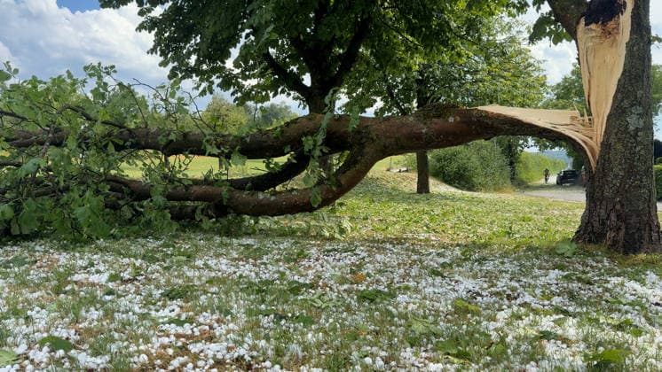 Schwere Unwetter sind erneut über Baden-Württemberg hinweg gezogen. Betroffen war die Gegend um Metzingen. In Riedrich zog eine Superzelle über die Ortschaft. Bis zu 5 cm großer Hagel ist gefallen. Autofahrer suchten mitten im Hagelsturm (on tape) Schutz unter einer Tankstelle oder deckten ihre Autos mit Decken ab. Erneut gibt es für viele Autofahrer Hageldellen. Sturmschäden gab es ebenfalls. Die Feuerwehr Bempflingen ist im Einsatz und muss einige Sturmschäden beseitigen. Betroffen ist auch die B 312. Hier stürzten ebenfalls Bäume auf die Bundesstraße. Die Feuerwehr ist mit Kettensägen im Dauereinsatz. In Grabstetten wurden Heckscheiben vom Hagel durchschlagen und Campingfahrzeuge zerstört Bempflingen Baden-Württemberg Deutschland ***
