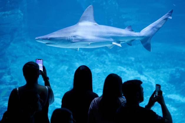 Nausicaa, Europe’s Largest Aquarium in Boulogne PHOTOPQR VOIX DU NORD JOHAN BEN AZZOUZ July 17, 2026 Boulogne-sur-Mer, July 17, 2026 Nausicaa, Europe’s largest aquarium, a driving force for tourism in the Boulogne region and the Côte d’Opale. The National Sea Center confirms its appeal with an annual average of around 900,000 visitors. PHOTO JOHAN BEN AZZOUZ LA VOIX DU NORD Boulogne-sur-Mer, France – Nausicaa, Europe’s largest aquarium, is home to more than 58,000 marine animals representing over 1,600 species. Combining immersive exhibitions with ocean conservation and scientific education, the National Sea Center welcomes hundreds of thousands of visitors every year. Nord France  Copyright: xPHOTOPQR VOIXxDUxNORD MAXPPPxJOHANxBENxAZZOUZx 20260717VDN3926 20260717VDN3926