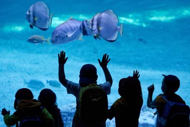 Nausicaa, Europe’s Largest Aquarium in Boulogne PHOTOPQR VOIX DU NORD JOHAN BEN AZZOUZ July 17, 2026 Boulogne-sur-Mer, July 17, 2026 Nausicaa, Europe’s largest aquarium, a driving force for tourism in the Boulogne region and the Côte d’Opale. The National Sea Center confirms its appeal with an annual average of around 900,000 visitors. PHOTO JOHAN BEN AZZOUZ LA VOIX DU NORD Boulogne-sur-Mer, France – Nausicaa, Europe’s largest aquarium, is home to more than 58,000 marine animals representing over 1,600 species. Combining immersive exhibitions with ocean conservation and scientific education, the National Sea Center welcomes hundreds of thousands of visitors every year. Nord France  Copyright: xPHOTOPQR VOIXxDUxNORD MAXPPPxJOHANxBENxAZZOUZx 20260717VDN3931 20260717VDN3931