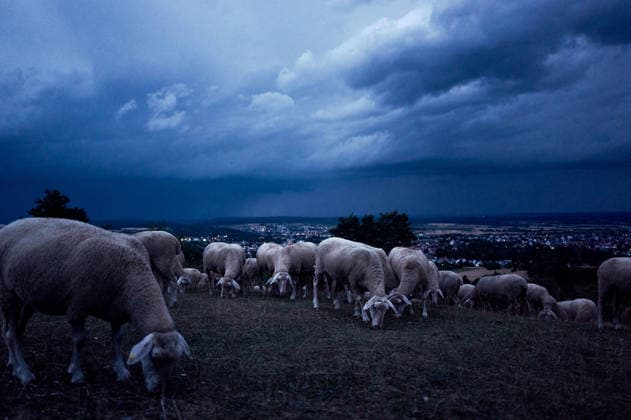 Ruhe vor dem Sturm: Schafherde grast unter tiefschwarzen Gewitte, Eine Schafherde steht auf einer Weide, während sich im Hintergrund mächtige, dunkle Gewitterwolken auftürmen. Die bedrohliche Wetterlage sorgt für eine eindrucksvolle Szenerie und kündigt ein herannahendes Unwetter an. Mössingen Baden-Württemberg Deutschland Mössingen *** The Calm Before the Storm: A flock of sheep grazes beneath deep-black storm clouds, A flock of sheep stands in a pasture while massive, dark thunderclouds loom in the background. The ominous weather creates a striking scene and heralds an approaching storm. Mössingen, Baden-Württemberg, Germany. Mössingen Copyright: x xonw-imagesx xNicklasxWaltherx