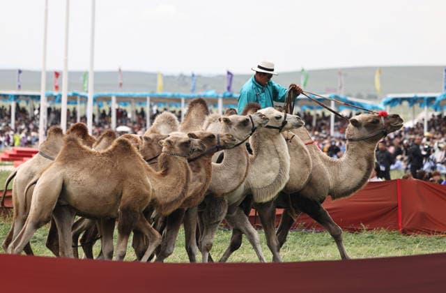 XILINGOL, CHINA - JULY 18: General view of the opening ceremony of the 36th Naadam festival on July 18, 2026 in Xilingol League, Inner Mongolia Autonomous Region of China. The Naadam festival kicked off here on July 18. Naadam, usually held in mid-summer and sometimes in winter in pastoral areas of Inner Mongolia, means games in the Mongolian language. It often comprises wrestling, archery, and horse racing, also known as the Three Games of Men.  Copyright: xVCGx 111655158209