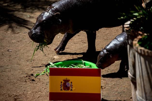 Moo Daeng the Pygmy Hippo Predicts Spain to Win 2026 FIFA World Cup Final NAKHON RATCHASIMA, THAILAND JULY 19, 2026: Moo Daeng, the popular pygmy hippo, takes part in a prediction event for the 2026 FIFA World Cup final at Nakhon Ratchasima Zoo, Thailand, July 19, 2026. During the event, Moo Daeng chooses food from a tray marked with the Spanish flag, predicting Spain to defeat Argentina in the tournament s final. The light-hearted event attracts visitors and football fans ahead of the FIFA World Cup final. Nakhon Ratchasima Thailand Copyright: x xCaptainxJirathummanuwatx xJNAxPressx