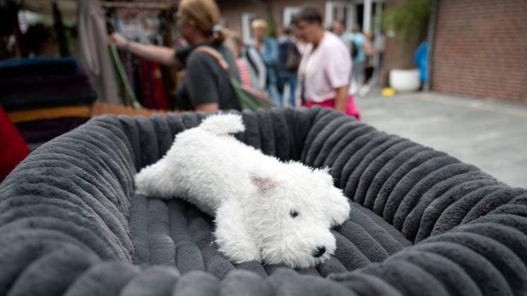 Hundemesse in Duisburg ** NUR FÜR REDAKTIONELLE ZWECKE ** EDITORIAL USE ONLY **<p>Die Ruhrpott-Hundemesse findet am Sonntag 10.07.2026 in Duisburg im Steinhof statt. Deutschland Duisburg Copyright: GerdxWallhorn *** Dog Show in Duisburg ** FOR EDITORIAL USE ONLY ** EDITORIAL USE ONLY ** p The Ruhrpott Dog Show will take place on Sunday, July 10, 2026, at the Steinhof in Duisburg, Germany. Copyright GerdxWallhorn Copyright: GerdxWallhorn doc86sa5tqy9vk148e0ma6d ,EDITORIAL USE ONLY