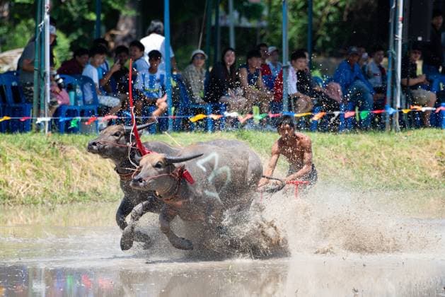 July 19, 2026, Chonburi Province, Thailand: CHONBURI, THAILAND JULY 19, 2026: The atmosphere of the traditional water buffalo racing festival at a temporary ground in Mueang Chonburi District. The event reflects the agricultural heritage of eastern Thailand, where farmers traditionally cultivate rice and raise buffaloes. JNA Press Chonburi Province Thailand - ZUMAq101 20260719_zna_q101_145 Copyright: xTeeraxNoisakranx