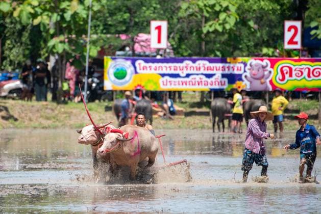 July 19, 2026, Chonburi Province, Thailand: CHONBURI, THAILAND JULY 19, 2026: The atmosphere of the traditional water buffalo racing festival at a temporary ground in Mueang Chonburi District. The event reflects the agricultural heritage of eastern Thailand, where farmers traditionally cultivate rice and raise buffaloes. JNA Press Chonburi Province Thailand - ZUMAq101 20260719_zna_q101_147 Copyright: xTeeraxNoisakranx