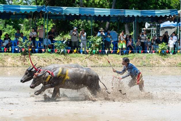 July 19, 2026, Chonburi Province, Thailand: CHONBURI, THAILAND JULY 19, 2026: The atmosphere of the traditional water buffalo racing festival at a temporary ground in Mueang Chonburi District. The event reflects the agricultural heritage of eastern Thailand, where farmers traditionally cultivate rice and raise buffaloes. JNA Press Chonburi Province Thailand - ZUMAq101 20260719_zna_q101_149 Copyright: xTeeraxNoisakranx