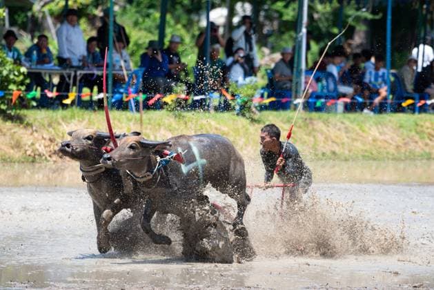 July 19, 2026, Chonburi Province, Thailand: CHONBURI, THAILAND JULY 19, 2026: The atmosphere of the traditional water buffalo racing festival at a temporary ground in Mueang Chonburi District. The event reflects the agricultural heritage of eastern Thailand, where farmers traditionally cultivate rice and raise buffaloes. JNA Press Chonburi Province Thailand - ZUMAq101 20260719_zna_q101_151 Copyright: xTeeraxNoisakranx