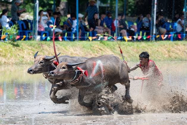 July 19, 2026, Chonburi Province, Thailand: CHONBURI, THAILAND JULY 19, 2026: The atmosphere of the traditional water buffalo racing festival at a temporary ground in Mueang Chonburi District. The event reflects the agricultural heritage of eastern Thailand, where farmers traditionally cultivate rice and raise buffaloes. JNA Press Chonburi Province Thailand - ZUMAq101 20260719_zna_q101_152 Copyright: xTeeraxNoisakranx