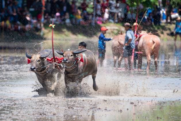 July 19, 2026, Chonburi Province, Thailand: CHONBURI, THAILAND JULY 19, 2026: The atmosphere of the traditional water buffalo racing festival at a temporary ground in Mueang Chonburi District. The event reflects the agricultural heritage of eastern Thailand, where farmers traditionally cultivate rice and raise buffaloes. JNA Press Chonburi Province Thailand - ZUMAq101 20260719_zna_q101_154 Copyright: xTeeraxNoisakranx