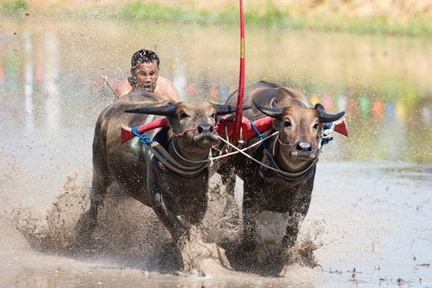 July 19, 2026, Chonburi Province, Thailand: CHONBURI, THAILAND JULY 19, 2026: The atmosphere of the traditional water buffalo racing festival at a temporary ground in Mueang Chonburi District. The event reflects the agricultural heritage of eastern Thailand, where farmers traditionally cultivate rice and raise buffaloes. JNA Press Chonburi Province Thailand - ZUMAq101 20260719_zna_q101_156 Copyright: xTeeraxNoisakranx