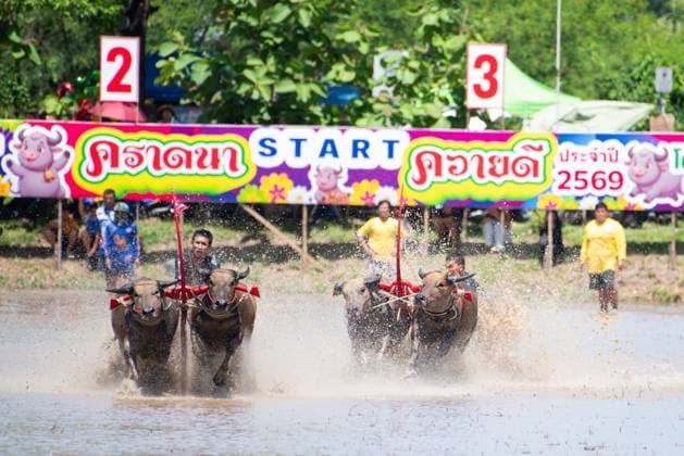 July 19, 2026, Chonburi Province, Thailand: CHONBURI, THAILAND JULY 19, 2026: The atmosphere of the traditional water buffalo racing festival at a temporary ground in Mueang Chonburi District. The event reflects the agricultural heritage of eastern Thailand, where farmers traditionally cultivate rice and raise buffaloes. JNA Press Chonburi Province Thailand - ZUMAq101 20260719_zna_q101_155 Copyright: xTeeraxNoisakranx