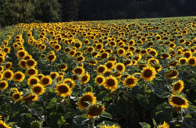Hier im Bild ein Sonnenblumenfeld in Bayern, Sonnenblume, Helianthus annuus, Sonnenblumenanbau, Sonnenblumen *** Pictured here is a sunflower field in Bavaria, sunflower, Helianthus annuus, sunflower cultivation, sunflowers