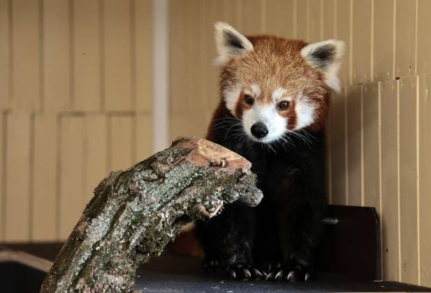 Thueringer Zoopark Erfurt 20.07.2026, Erfurt, Thueringer Zoopark, Eroeffnung der neuen Anlage der Roten Pandas und Stachelschweine im Bild: Panda-Weibchen Lilli in ihrem Haus *** Thuringian Zoopark Erfurt, July 20, 2026, Erfurt, Thuringian Zoopark, Opening of the new red panda and porcupine enclosure; pictured: Lilli, a female panda, in her enclosure