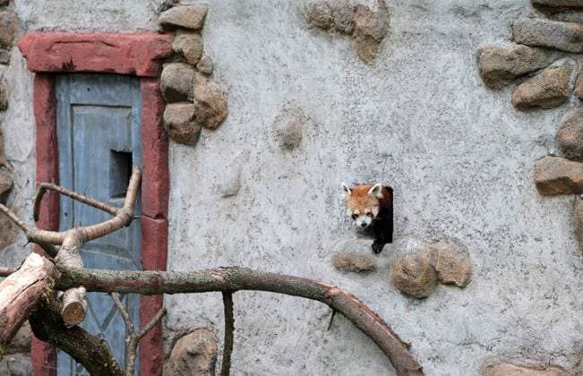 Thueringer Zoopark Erfurt 20.07.2026, Erfurt, Thueringer Zoopark, Eroeffnung der neuen Anlage der Roten Pandas und Stachelschweine im Bild: Panda-Weibchen Lilli kommt erstmalig nach draussen *** Thuringian Zoopark Erfurt, July 20, 2026, Erfurt, Thuringian Zoopark, Opening of the new red panda and porcupine enclosure; pictured: Lilli, a female panda, goes outside for the first time