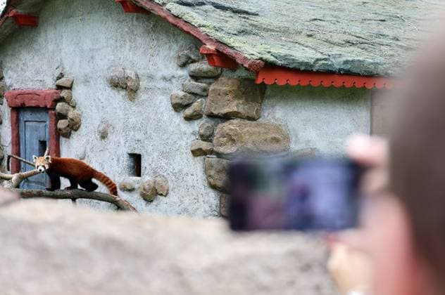 Thueringer Zoopark Erfurt 20.07.2026, Erfurt, Thueringer Zoopark, Eroeffnung der neuen Anlage der Roten Pandas und Stachelschweine im Bild: Panda-Weibchen Lilli in ihrem neuen Zuhause *** Thuringian Zoopark Erfurt, July 20, 2026, Erfurt, Thuringian Zoopark, Opening of the new enclosure for red pandas and porcupines; pictured: Lilli, a female panda, in her new home
