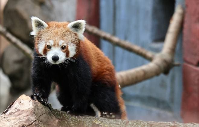 Thueringer Zoopark Erfurt 20.07.2026, Erfurt, Thueringer Zoopark, Eroeffnung der neuen Anlage der Roten Pandas und Stachelschweine im Bild: Panda-Weibchen Lilli in ihrem neuen Zuhause *** Thuringian Zoopark Erfurt, July 20, 2026, Erfurt, Thuringian Zoopark, Opening of the new enclosure for red pandas and porcupines; pictured: Lilli, a female panda, in her new home