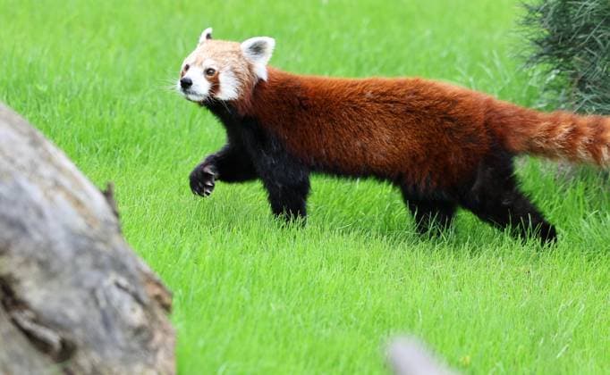 Thueringer Zoopark Erfurt 20.07.2026, Erfurt, Thueringer Zoopark, Eroeffnung der neuen Anlage der Roten Pandas und Stachelschweine im Bild: Panda-Weibchen Lilli in ihrem neuen Zuhause *** Thuringian Zoopark Erfurt, July 20, 2026, Erfurt, Thuringian Zoopark, Opening of the new enclosure for red pandas and porcupines; pictured: Lilli, a female panda, in her new home