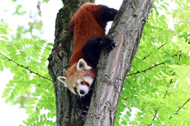 Thueringer Zoopark Erfurt 20.07.2026, Erfurt, Thueringer Zoopark, Eroeffnung der neuen Anlage der Roten Pandas und Stachelschweine im Bild: Panda-Weibchen Lilli in ihrem neuen Zuhause *** Thuringian Zoopark Erfurt, July 20, 2026, Erfurt, Thuringian Zoopark, Opening of the new enclosure for red pandas and porcupines; pictured: Lilli, a female panda, in her new home