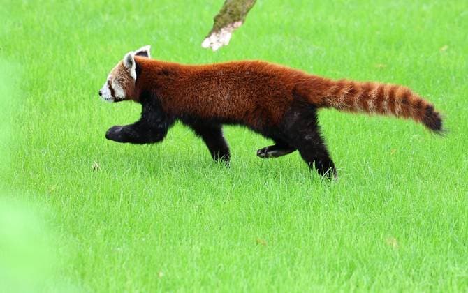 Thueringer Zoopark Erfurt 20.07.2026, Erfurt, Thueringer Zoopark, Eroeffnung der neuen Anlage der Roten Pandas und Stachelschweine im Bild: Panda-Weibchen Lilli in ihrem neuen Zuhause *** Thuringian Zoopark Erfurt, July 20, 2026, Erfurt, Thuringian Zoopark, Opening of the new enclosure for red pandas and porcupines; pictured: Lilli, a female panda, in her new home
