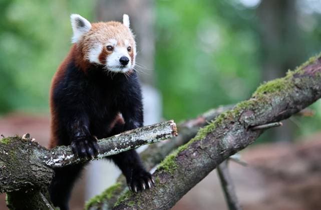 Thueringer Zoopark Erfurt 20.07.2026, Erfurt, Thueringer Zoopark, Eroeffnung der neuen Anlage der Roten Pandas und Stachelschweine im Bild: Panda-Weibchen Lilli in ihrem neuen Zuhause *** Thuringian Zoopark Erfurt, July 20, 2026, Erfurt, Thuringian Zoopark, Opening of the new enclosure for red pandas and porcupines; pictured: Lilli, a female panda, in her new home