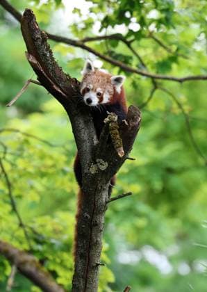 Thueringer Zoopark Erfurt 20.07.2026, Erfurt, Thueringer Zoopark, Eroeffnung der neuen Anlage der Roten Pandas und Stachelschweine im Bild: Panda-Weibchen Lilli in ihrem neuen Zuhause *** Thuringian Zoopark Erfurt, July 20, 2026, Erfurt, Thuringian Zoopark, Opening of the new enclosure for red pandas and porcupines; pictured: Lilli, a female panda, in her new home