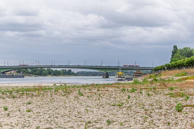 Niedrigwasser am Rhein in Bonn-Beuel Niedrigwasser am Rhein: Bei einem Pegelstand von 125 cm am Pegel Bonn liegt das Flussbett am Beueler Rheinufer bis auf die tiefer liegende Fahrrinne trocken. Blick nach Norden auf die stark befahrene Kennedybrücke, im Hintergrund die gesperrte Nordbrücke (Friedrich-Ebert-Brücke). Bonn Beuel Nordrhein-Westfalen Deutschland *** Low Water Levels on the Rhine in Bonn-Beuel Low Water Levels on the Rhine With the water level at the Bonn gauge station at 125 cm, the riverbed on the Beuel side of the Rhine is dry except for the lower-lying navigation channel; view looking north toward the heavily trafficked Kennedy Bridge, with the closed Nordbrücke in the background. Friedrich Ebert Bridge, Bonn-Beuel, North Copyright: xMarcxJohnx