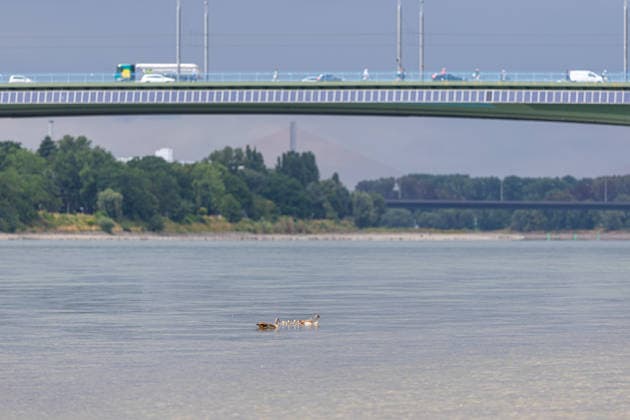 Niedrigwasser am Rhein in Bonn-Beuel Niedrigwasser am Rhein: Bei einem Pegelstand von 125 cm am Pegel Bonn liegt das Flussbett am Beueler Rheinufer bis auf die tiefer liegende Fahrrinne trocken. Blick nach Norden auf die stark befahrene Kennedybrücke, im Hintergrund die gesperrte Nordbrücke (Friedrich-Ebert-Brücke). Im Vordergrund eine Entenfamilie Bonn Beuel Nordrhein-Westfalen Deutschland *** Low Water Levels on the Rhine in Bonn Beuel Low Water Levels on the Rhine With the water level at the Bonn gauge station at 125 cm, the riverbed along the Beuel bank of the Rhine is dry except for the lower-lying navigation channel. View looking north toward the heavily trafficked Kennedy Bridge, with the closed Nordbrücke in the background; Fried Copyright: xMarcxJohnx