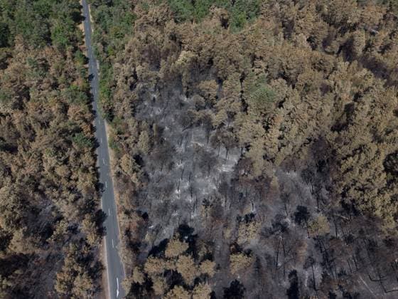 FONTAINEBLEAU FIRE PHOTOPQR LE PARISIEN Le Parisien Arnaud Journois FONTAINEBLEAU July 20, 2026 Fontainebleau Forest, Seine-et-Marne, on July 20, 2026 Fire in the Fontainebleau Forest near the D64 between the towns of Achères-la-Forêt, Le Vaudoué, and Noisy-sur-École Photo: Le Parisien, Arnaud Journois Devastated forest in Fontainebleau, France, on July 20, 2026 FONTAINEBLEAU, France  Copyright: xPHOTOPQR LExPARISIEN MAXPPPxLexParisienx xArnaudxJournoisx 20260720LPA0622 20260720LPA0622