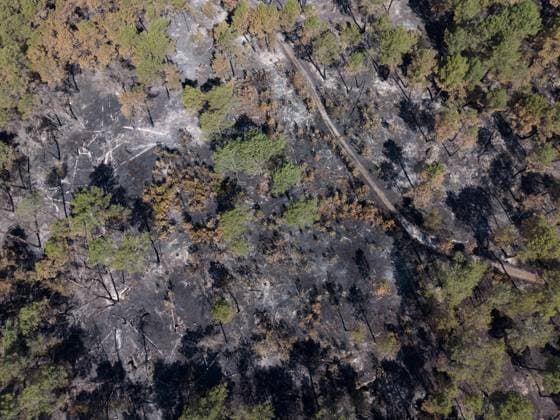 FONTAINEBLEAU FIRE PHOTOPQR LE PARISIEN Le Parisien Arnaud Journois FONTAINEBLEAU July 20, 2026 Fontainebleau Forest, Seine-et-Marne, on July 20, 2026 Fire in the Fontainebleau Forest near the D64 between the towns of Achères-la-Forêt, Le Vaudoué, and Noisy-sur-École Photo: Le Parisien, Arnaud Journois Devastated forest in Fontainebleau, France, on July 20, 2026 FONTAINEBLEAU, France  Copyright: xPHOTOPQR LExPARISIEN MAXPPPxLexParisienx xArnaudxJournoisx 20260720LPA0639 20260720LPA0639
