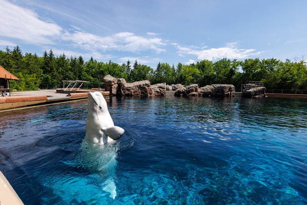 July 20, 2026, Niagara Falls, On, Canada: A beluga whale swims in a tank at Marineland in Niagara Falls, Ont., on Thursday, June 11, 2026. Niagara Falls Canada  - ZUMAc35_ 20260720_zaf_c35_016 Copyright: xCarlosxOsoriox