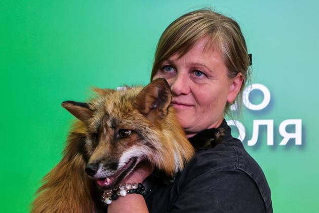 Entertainment Bilder des Tages #2 RUSSIA, MOSCOW - JULY 20, 2026: A woman with the fox who starred as Ryzhy Red at the Moscow premiere of Anna Kurbatova s film My Wild Friend: Returning Home . Yevgeny Messman TASS  95266454