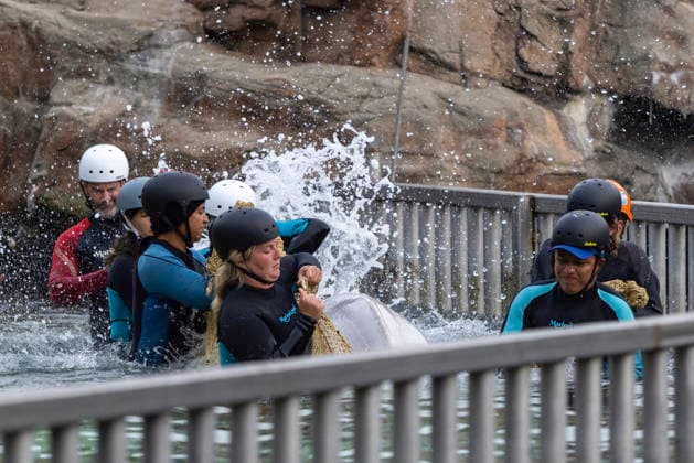 July 20, 2026, Niagara Falls, On, Canada: Beluga whale Bertie Botts is transported by a group of experts from Marineland and several US aquariums onto a truck via a sling at Marineland in Niagara Falls, Ont., on Monday, July 20, 2026. Niagara Falls Canada  - ZUMAc35_ 20260720_zaf_c35_068 Copyright: xCarlosxOsoriox