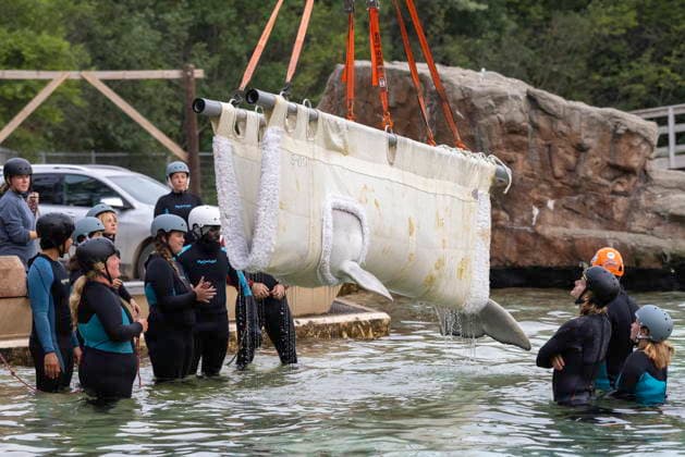 July 20, 2026, Niagara Falls, On, Canada: Beluga whale Bertie Botts is transported by a group of experts from Marineland and several US aquariums onto a truck via a sling at Marineland in Niagara Falls, Ont., on Monday, July 20, 2026. Niagara Falls Canada  - ZUMAc35_ 20260720_zaf_c35_070 Copyright: xCarlosxOsoriox