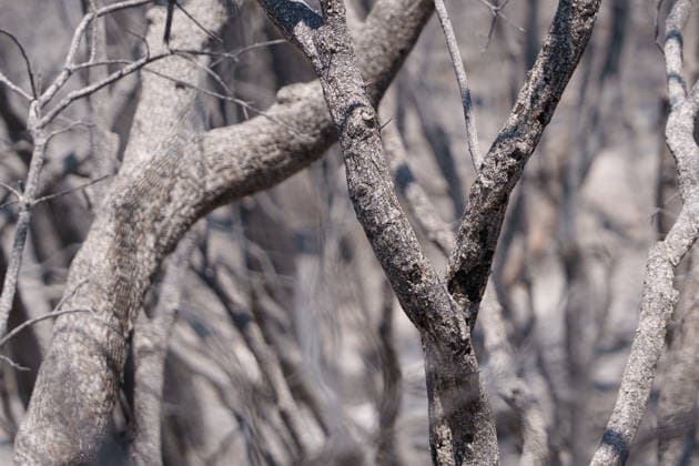 South France suffers from wildfires after another heatwave. France - Les Arcs, 20.07.2026 Burned trees and bushes as wildfires burning near Les Arcs-sur-Argens in southeastern France on Monday. The blaze was one of several wildfires affecting the country during a period of extreme heat, longer lasting drought and strong winds, led to evacuations and a large-scale firefighting response. DÃ partement Var